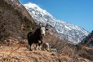 Tibet Prints: Close-up of a Horned Yak and mountainous backdrop on the Langtang Valley trek