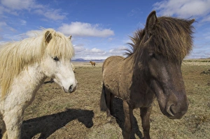 Northern Europe Prints: Close-up of Icelandic horses