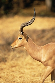 Close-up of an impala (Aepyceros melampus), Mashatu Game Reserve, Botswana, Africa