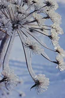 Fragile Prints: Close-up of jewels of ice on a plant