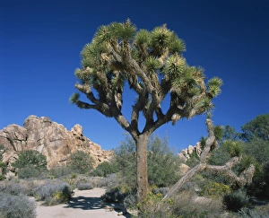 Joshua Tree Prints: Close-up of Joshua tree with rocks and trees in the background