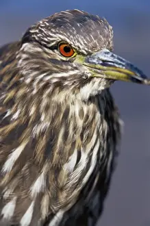 Staring Prints: Close-up of a juvenile black-crowned night heron (Nycticorax nycticorax falklandicus)
