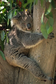 Marsupial Prints: Close-up of a koala bear sitting in the fork of a gum tree, Parndana Wildlife Park