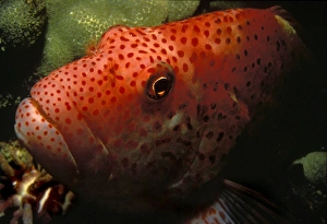 Fishes Prints: Close-up of large orange fish underwater