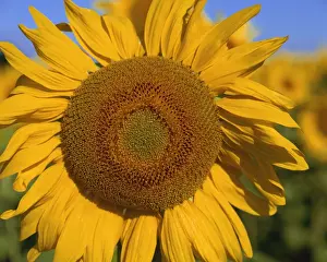 Sun Flower Prints: Close-up of large sunflower, Provence, France, Europe