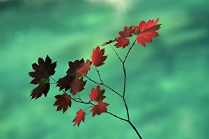 Close-up of the leaves of a vine maple (Acer circinatum)