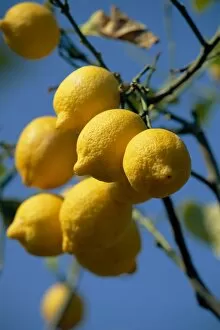 Images Dated 4th September 2008: Close-up of lemons on tree