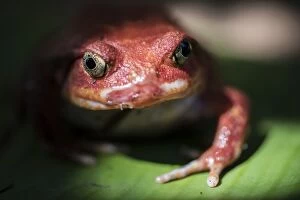 Eye Contact Gallery: Close-up of a Madagascar tomato frog (Dyscophus antongilii), endemic to Madagascar