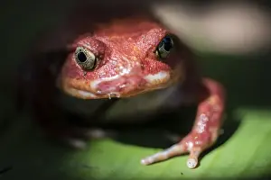Portrait Prints: Close-up of a Madagascar tomato frog (Dyscophus antongilii), endemic to Madagascar