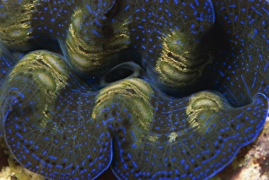 Shell Prints: Close-up of the mantle and siphon of giant clam
