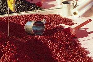 Healthy Food Prints: Close-up of market stall selling cranberries