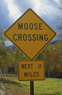 Road Signs Prints: Close-up of a Moose Crossing yellow road sign