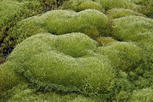 Green Colour Prints: Close-up of moss forms, San Juan National Forest
