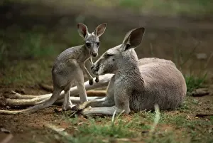Marsupial Prints: Close-up of mother and young, western gray (grey) kangaroos, Cleland Wildlife Park