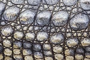 Animal Skin Prints: Close-up of Nile crocodile (Crocodylus niloticus), Kruger National Park