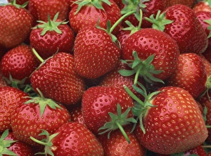 Repetition Prints: Close-up of a number of red strawberries in Kent, England, United Kingdom, Europe