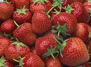 Healthy Food Collection: Close-up of a number of red strawberries in Kent, England, United Kingdom, Europe