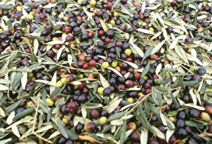 Leave Prints: Close-up of olives harvested at Frantoio Galantino