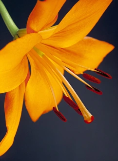 Blooming Prints: Close-up of orange lilium Brunello flower, against a blue background