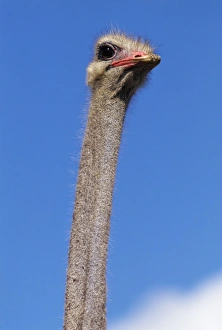 Struthio Camelus Prints: Close-up of an ostrich (Struthio camelus)