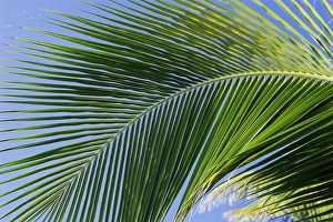 Palm Leaf Prints: Close-up of palm leaf at Ko Samet Island