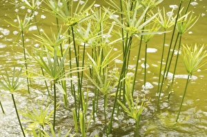 Images Dated 13th March 2008: Close-up of papyrus