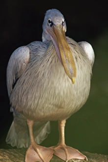 Puerto De La Cruz Prints: Close-up of a pelican, Loro Park, Puerto de la Cruz, Tenerife, Canary Islands