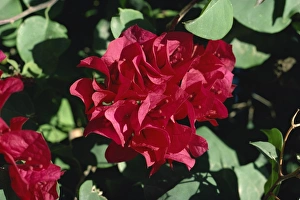 Bougainvillea Prints: Close-up of pink bougainvillea
