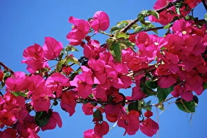Generic Location Collection: Close-up of pink bougainvillea flowers