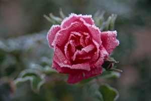 Close-up of pink rose with frost