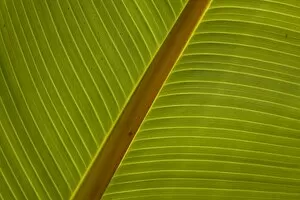 Close-up of plantain leaf