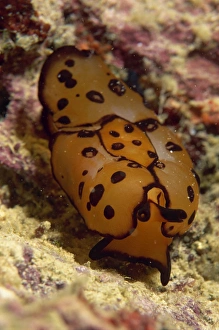 Nudibranch Prints: Close-up of a pleurobranch