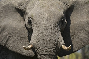 Close-up portrait of an African elephant (Loxodonta africana), Khwai Concession, Okavango Delta Close-up portrait of an African elephant (Loxodonta africana), Khwai Concession, Okavango Delta