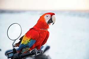 Hues Prints: Close-up portrait of a parrot, Macaw, The Maldives, Indian Ocean