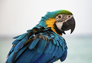 Macaw Prints: Close-up portrait of a parrot, Macaw, The Maldives, Indian Ocean