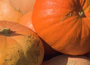 Vege Table Prints: Close-up of pumpkins