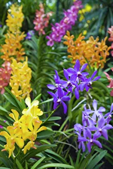 Purple Prints: Close-up of purple orchid flowers in Tan Hoon Siang