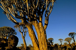 Close-up of a quiver tree (Aloe dichotoma)