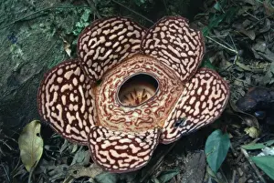 Borneo Prints: Close-up of the Rafflesia, the worlds largest flowering plant, Borneo, Asia
