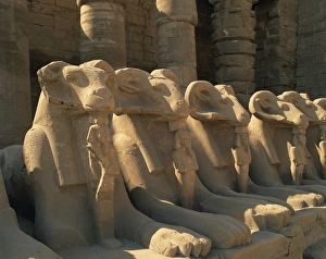 Sphinxes Prints: Close-up of the ram-headed sphinxes of the Processional Avenue, at the Temple of Karnak