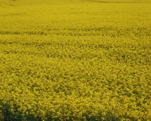 Rape Prints: Close-up of a rape field in the United Kingdom, Europe