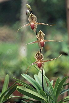 Orchid Prints: Close-up of a rare orchid flower, Borneo, Asia