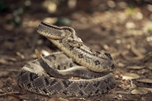 Coil Prints: Close-up of a rattlesnake, Belize, Central America