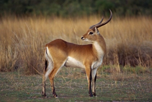 Lechwe Prints: Close-up of a red lechwe (Kobus leche)