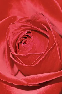 Petal Prints: Close-up of a red rose (Rosa)