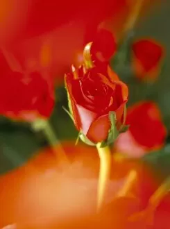 Flowering Collection: Close-up of red roses