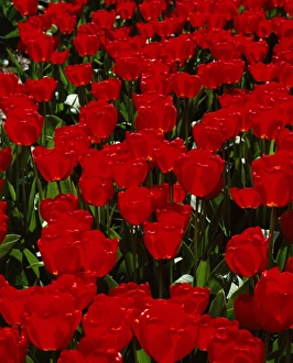Gardening Prints: Close-up of red tulips in flower