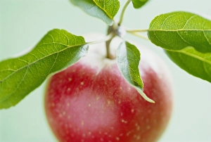 Delicious Prints: Close-up of ripe apple with leaves