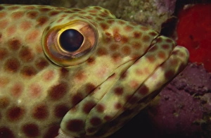 Close-up of rock hind (Epinephelus adscensionis)