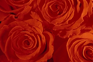 Close-up of Roses